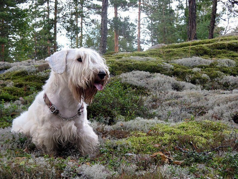 #24. Sealyham terrier (tie)